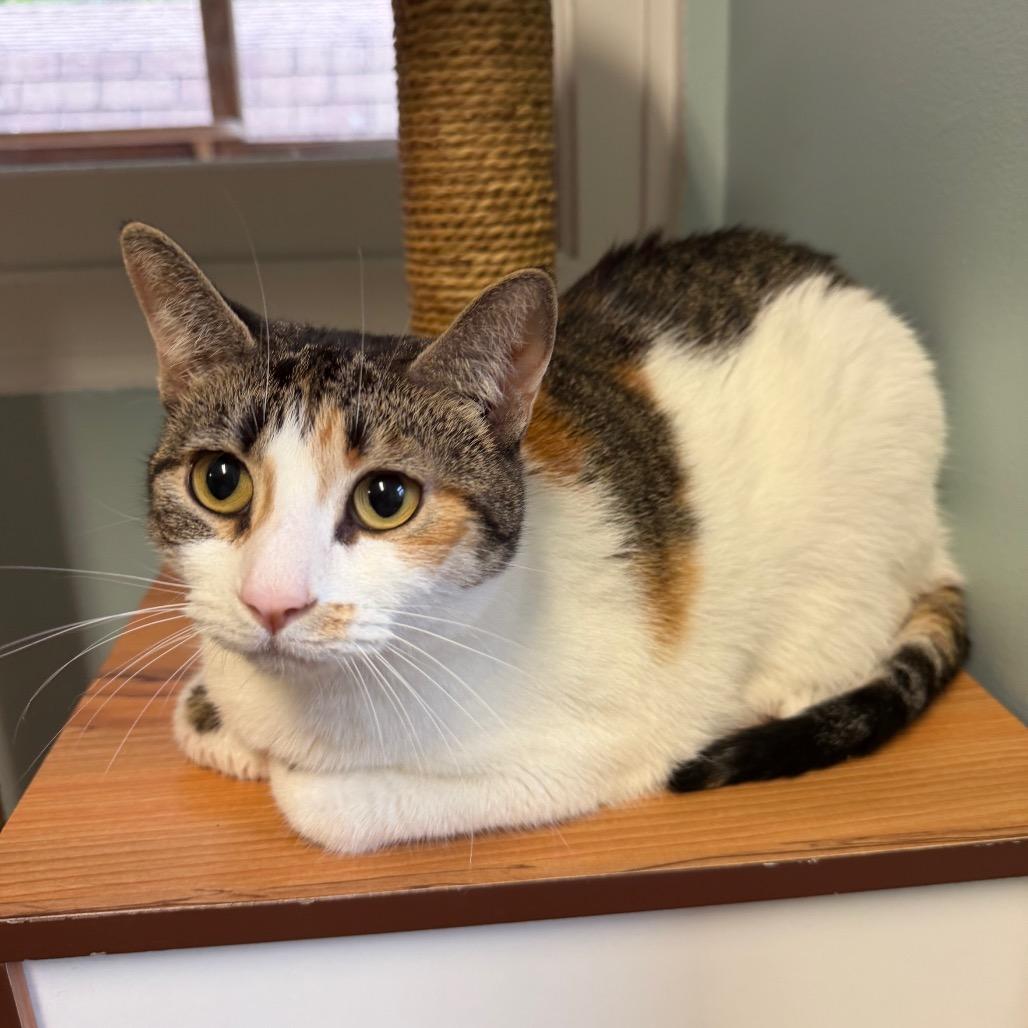 Enlarge Patches, a Adoptable Domestic Short Hair in Middlebury, VT image 2/3