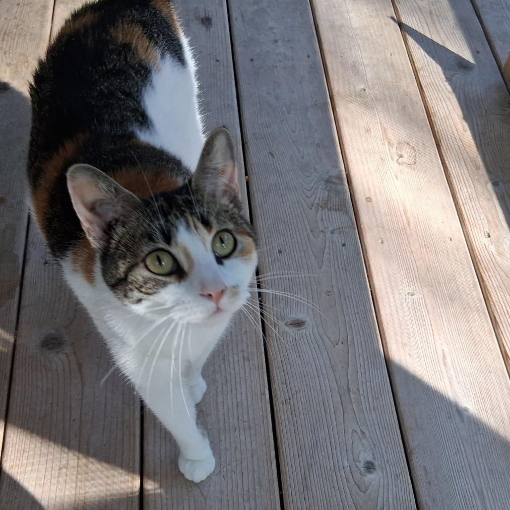 Enlarge Patches, a Adoptable Domestic Short Hair in Middlebury, VT image 3/3