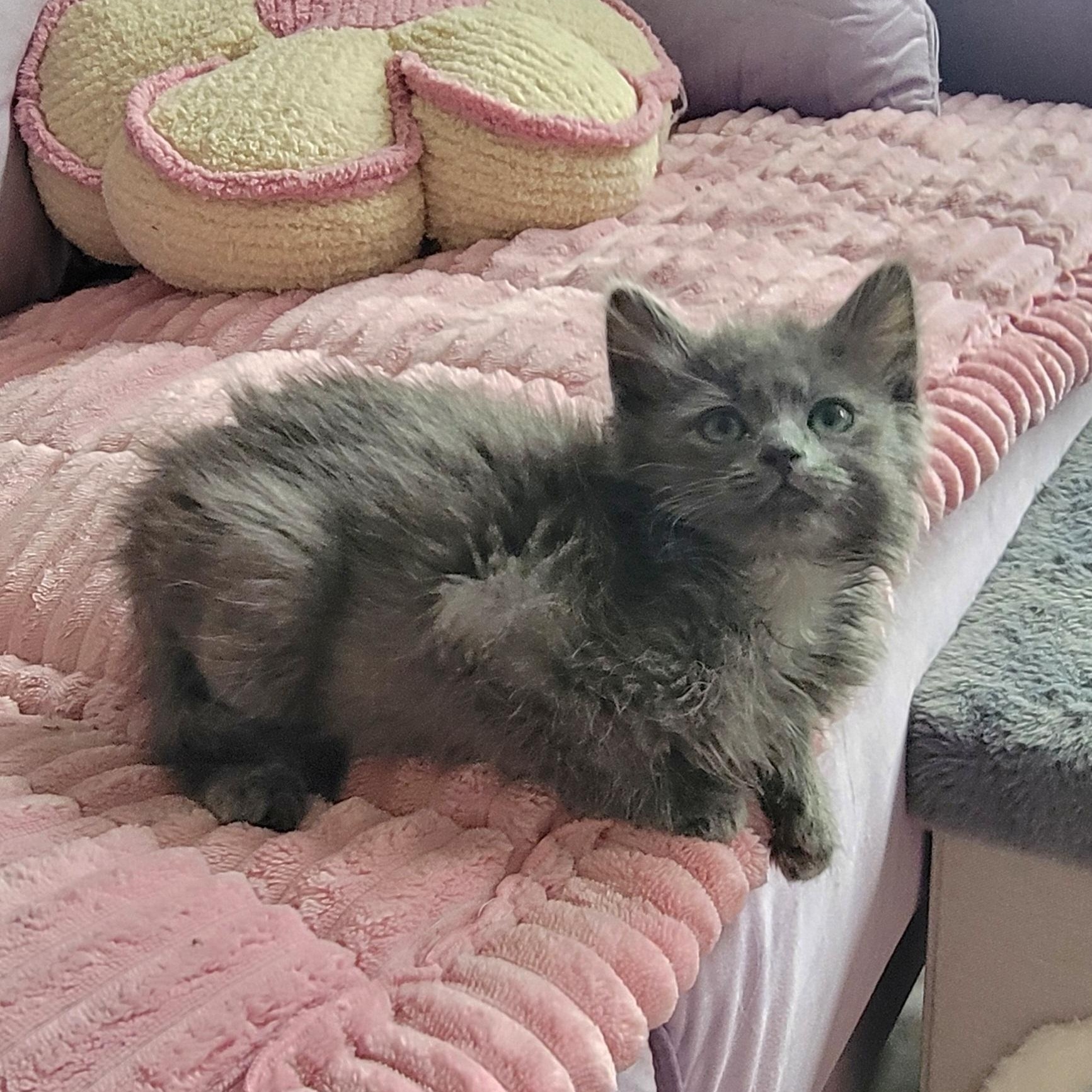 Enlarge Foggie Adopted 4 20 26, a Adoptable Domestic Long Hair in Wyandotte, MI image 3/6