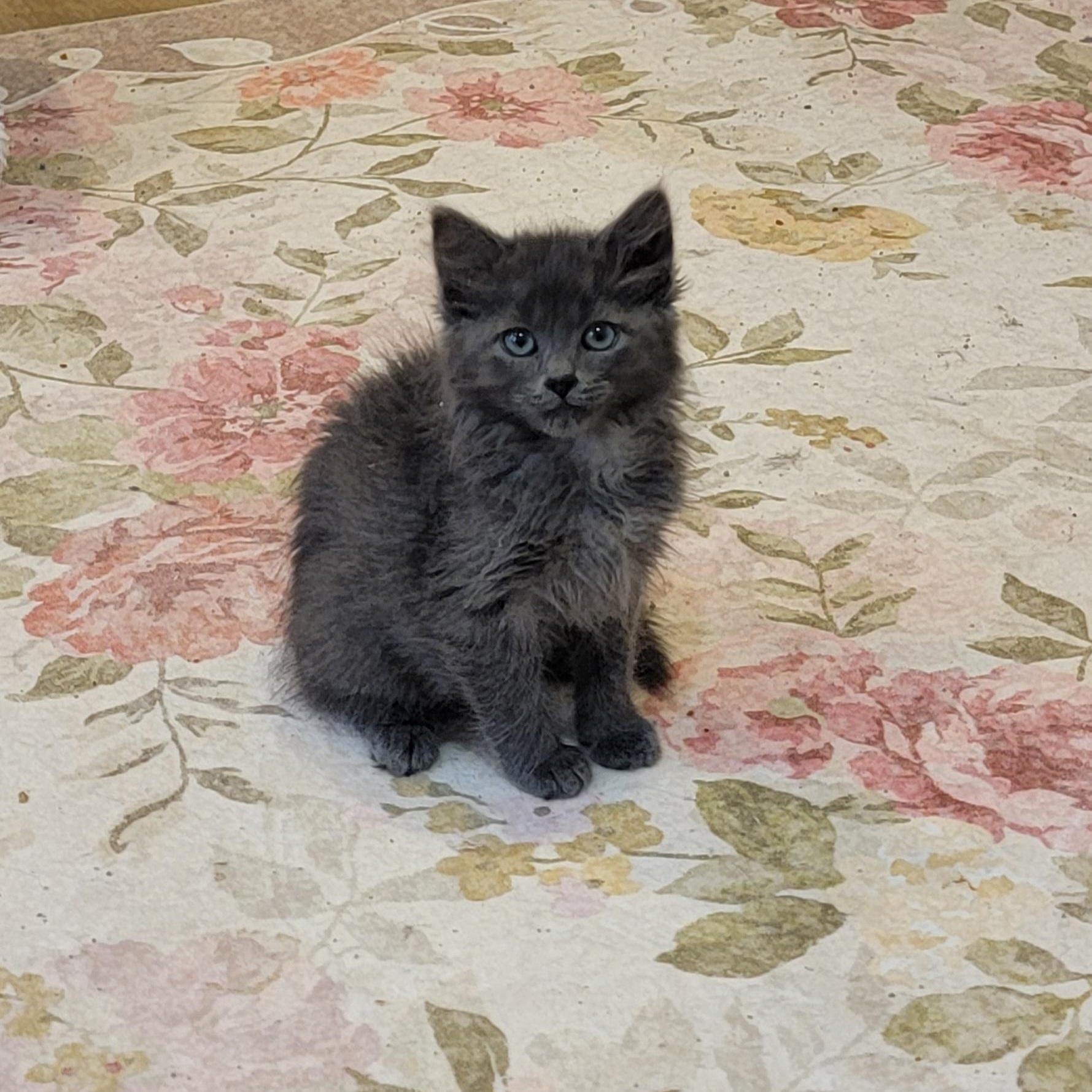 Enlarge Foggie Adopted 4 20 26, a Adoptable Domestic Long Hair in Wyandotte, MI image 4/6