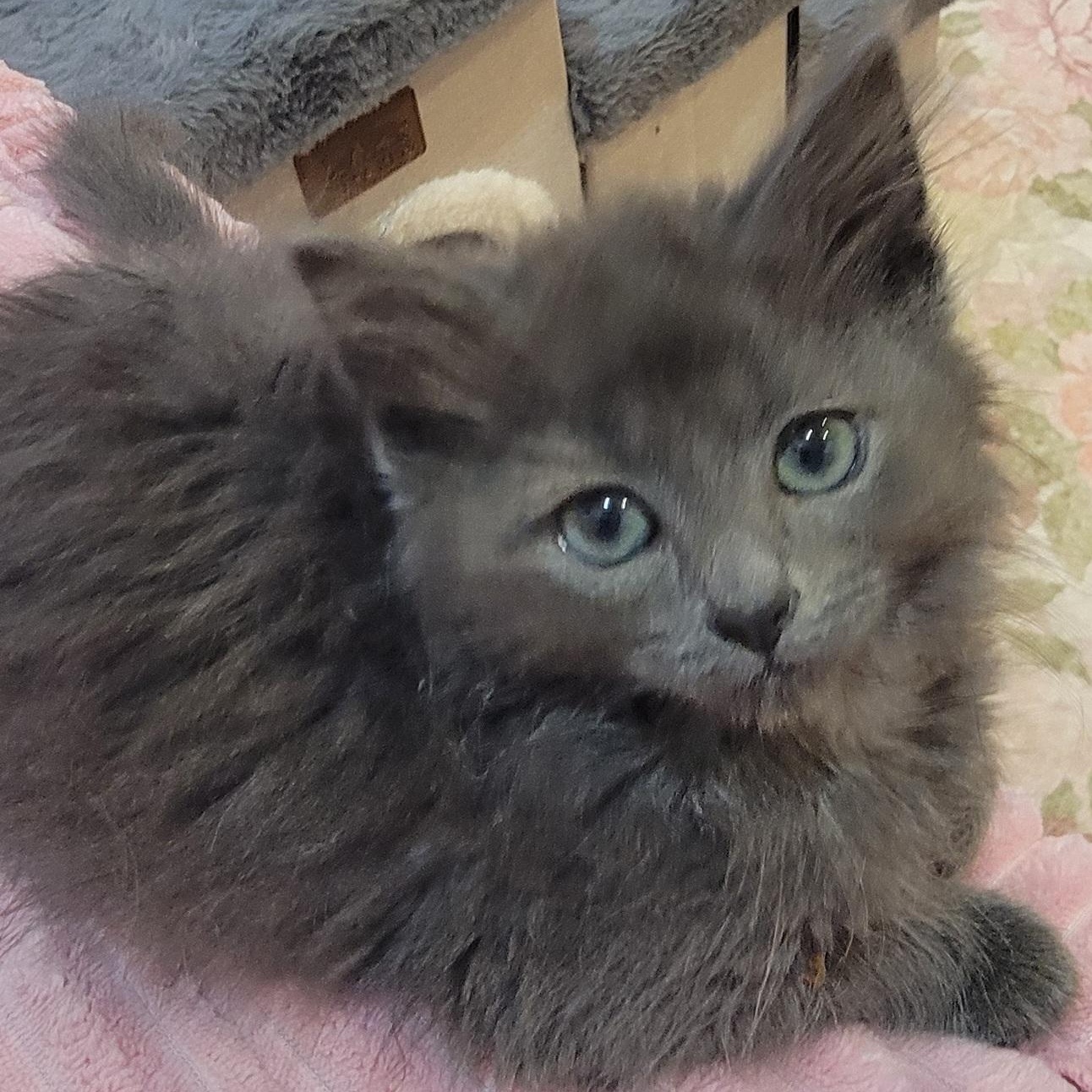 Enlarge Foggie Adopted 4 20 26, a Adoptable Domestic Long Hair in Wyandotte, MI image 2/6