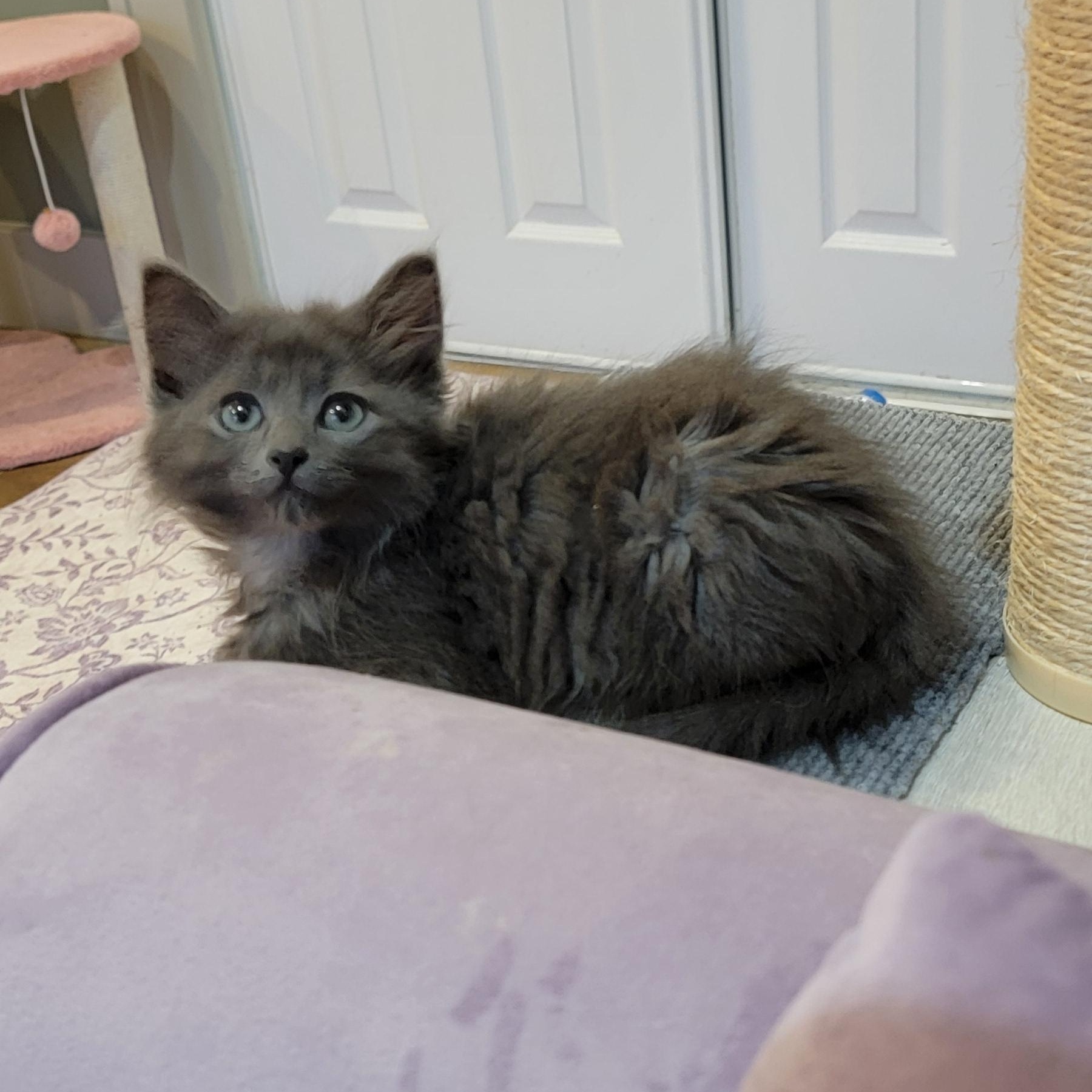 Enlarge Foggie Adopted 4 20 26, a Adoptable Domestic Long Hair in Wyandotte, MI image 5/6