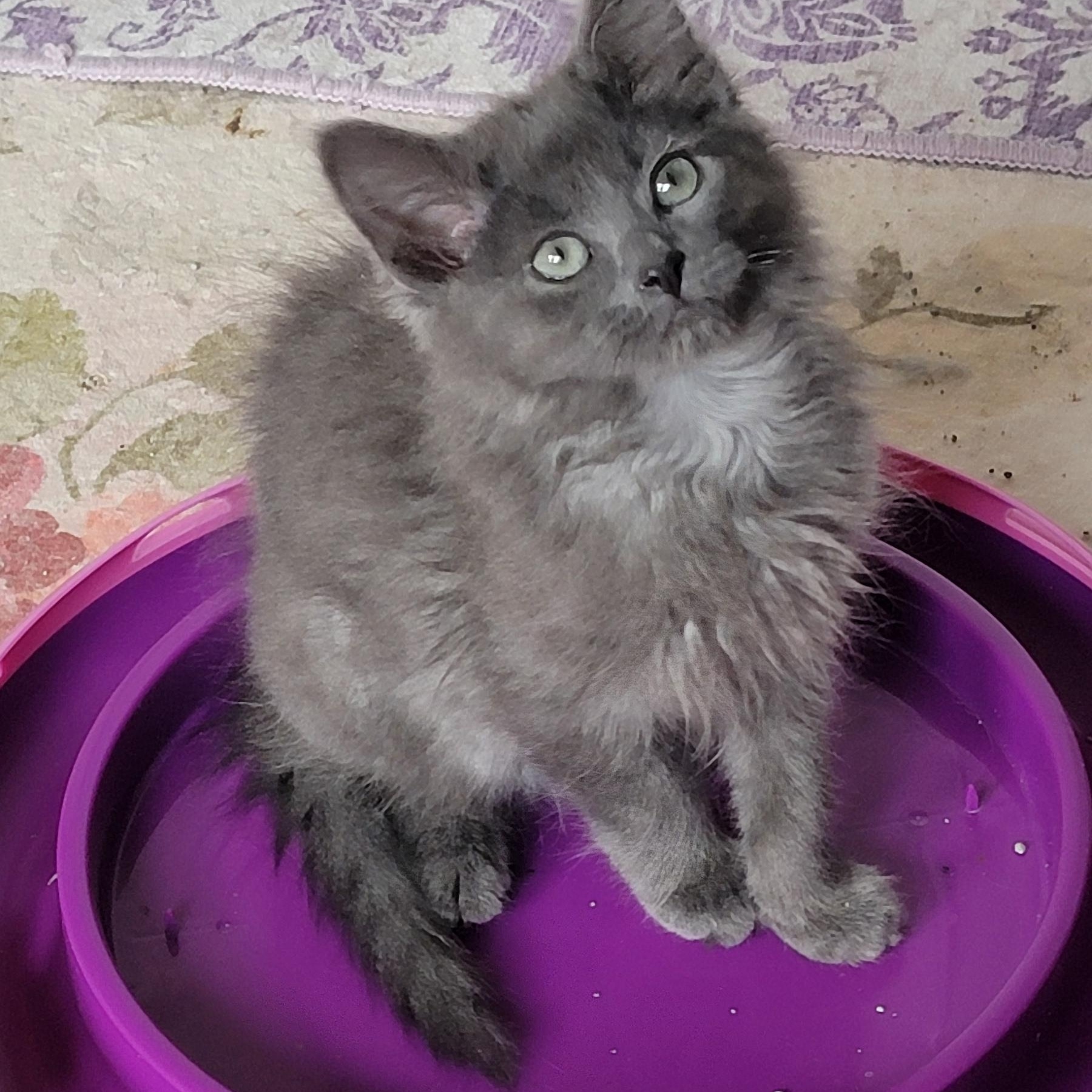 Enlarge Foggie Adopted 4 20 26, a Adoptable Domestic Long Hair in Wyandotte, MI image 1/6