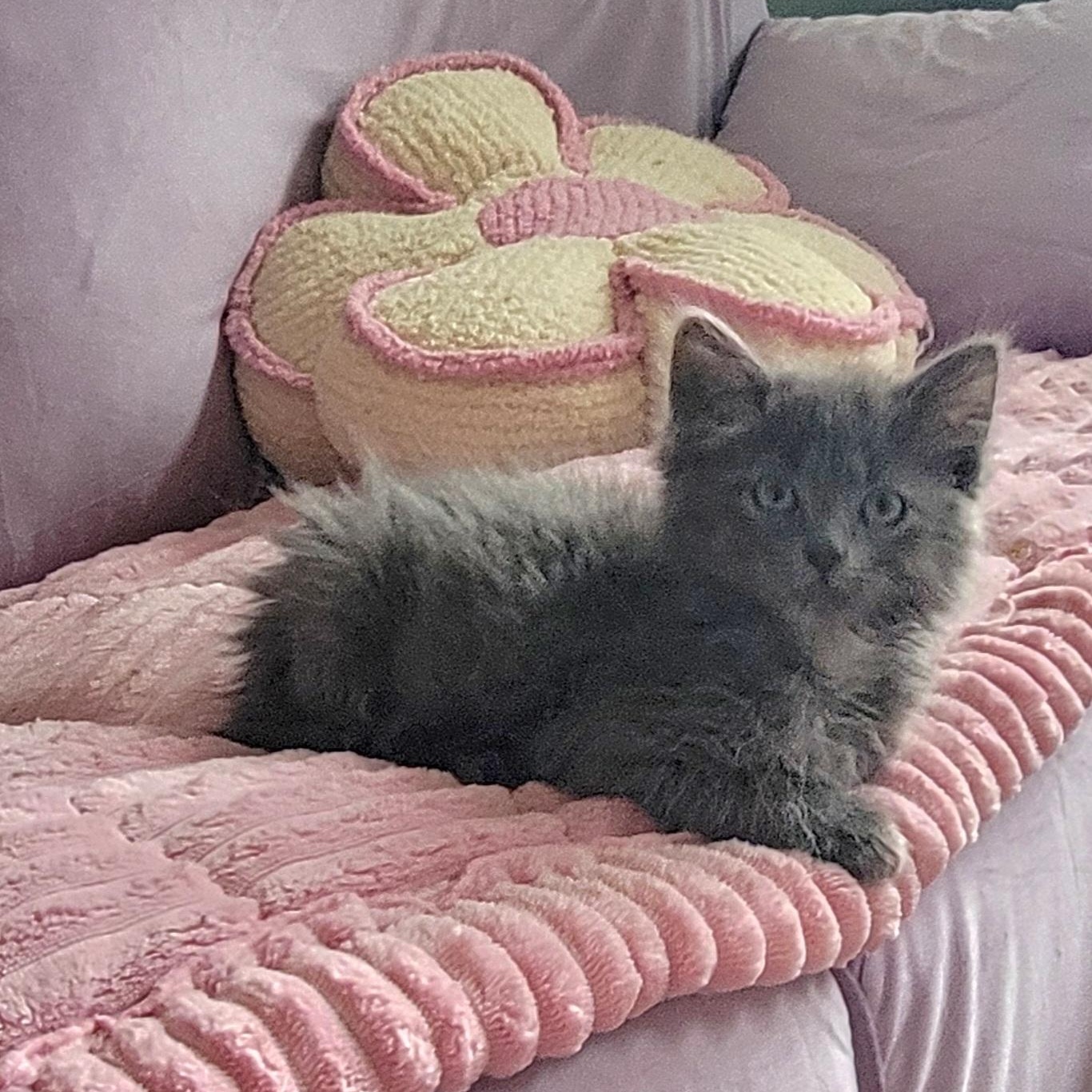 Enlarge Foggie Adopted 4 20 26, a Adoptable Domestic Long Hair in Wyandotte, MI image 6/6