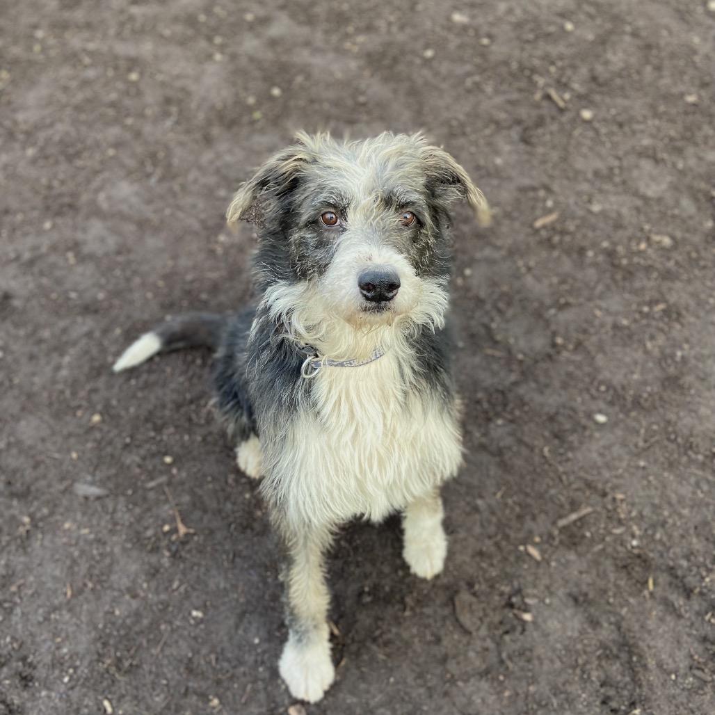 Buzz, Adoptable, Adult Male Labrador Retriever & Sheep Dog.