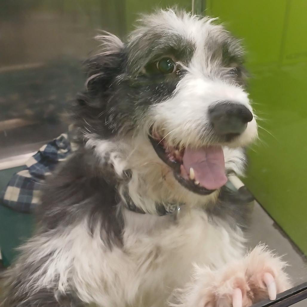 Enlarge Buzz, a Adoptable mixed breed in Spokane, WA image 2/2