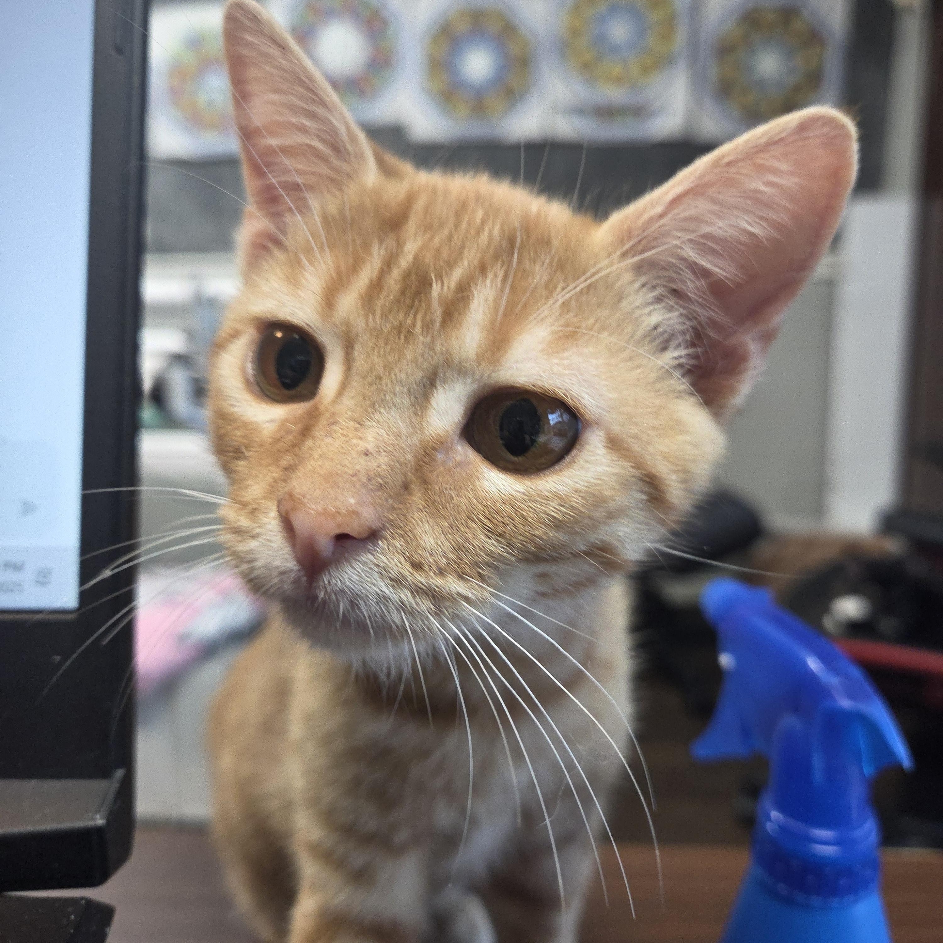 Marcellus Marmalade