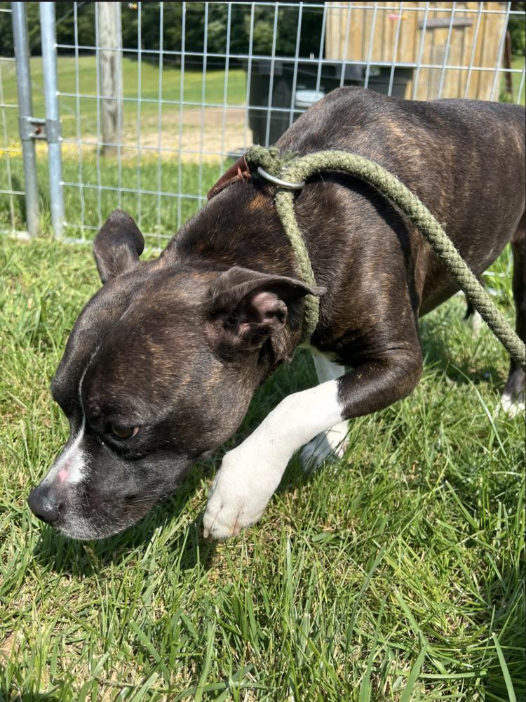 Tucker Riley-VA***Courtesy Post****, a Adoptable mixed breed in Maryville, TN image 1/4