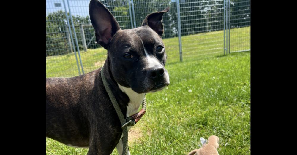 Tucker Riley-VA***Courtesy Post****, a Adoptable mixed breed in Maryville, TN image 2/4