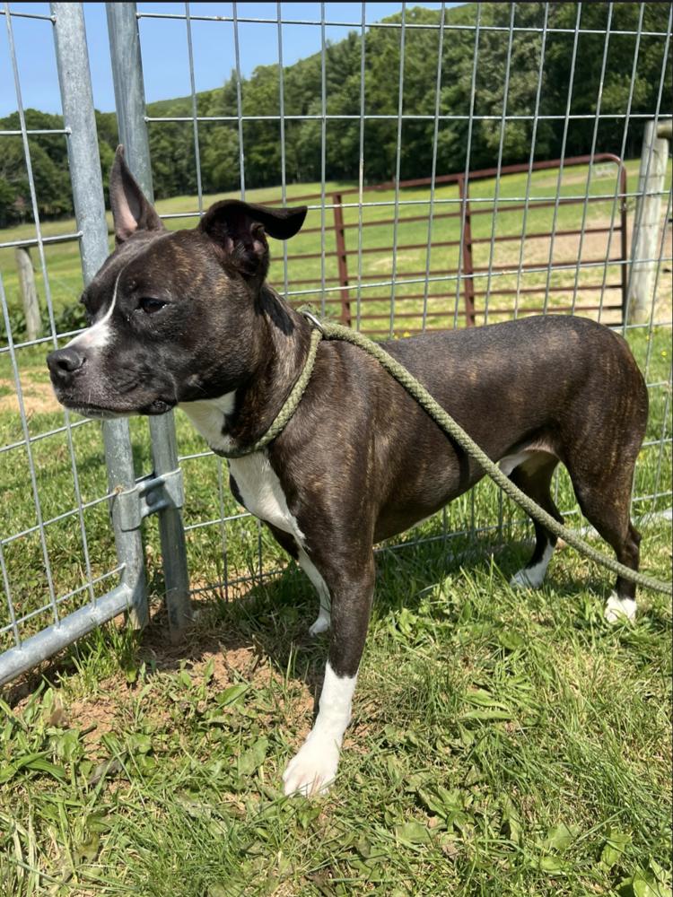 Tucker Riley-VA***Courtesy Post****, a Adoptable mixed breed in Maryville, TN image 3/4