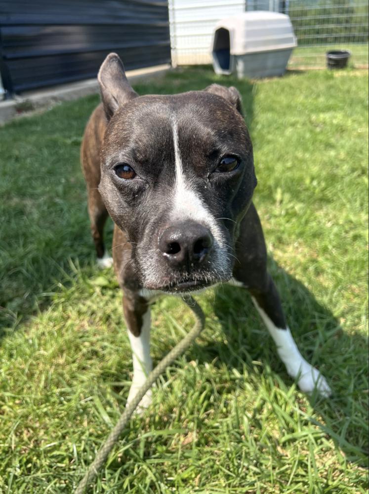 Tucker Riley-VA***Courtesy Post****, Adoptable, Adult Male Boston Terrier & Boxer.