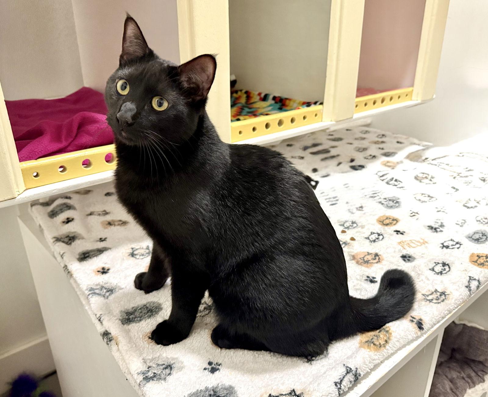 Enlarge Dumpling, a Adoptable Domestic Short Hair in Oakland, CA image 1/1