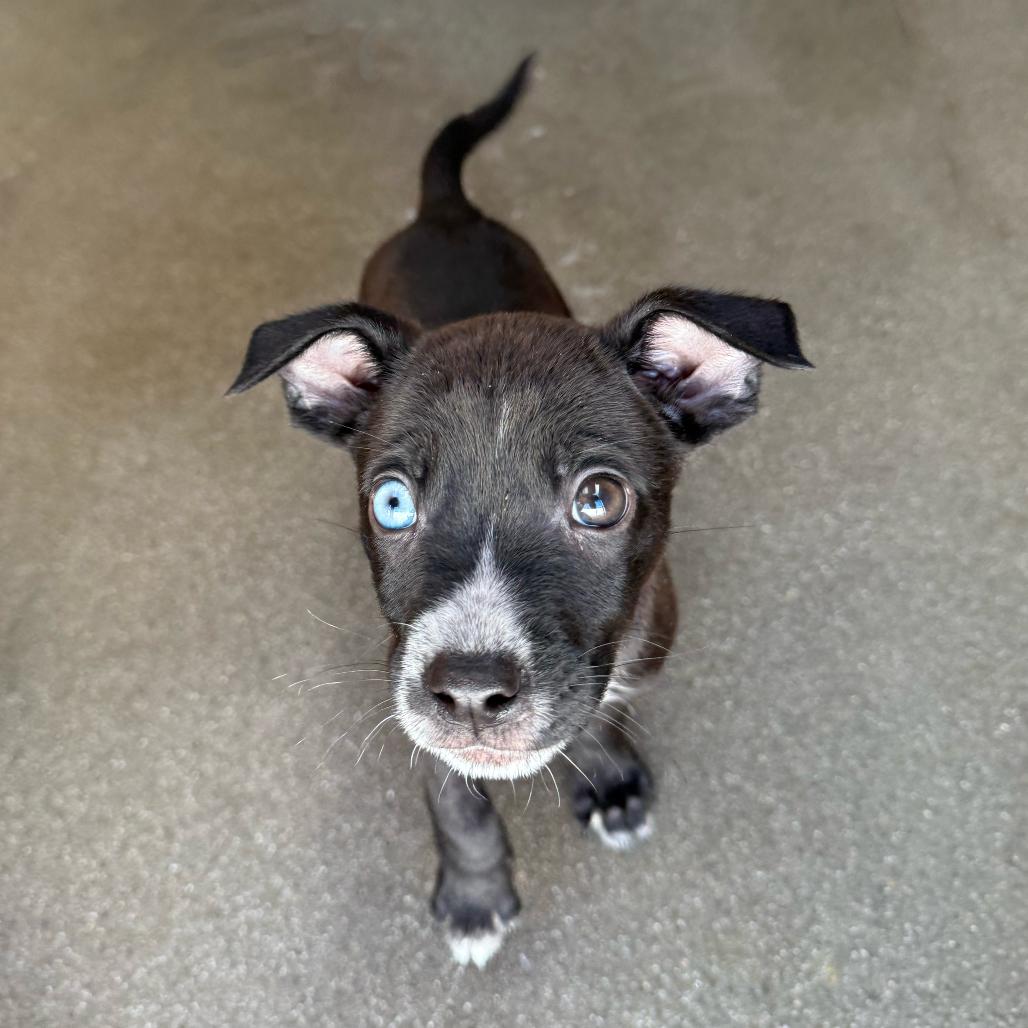 Enlarge Vander, a Adoptable mixed breed in Santa Barbara, CA image 1/2