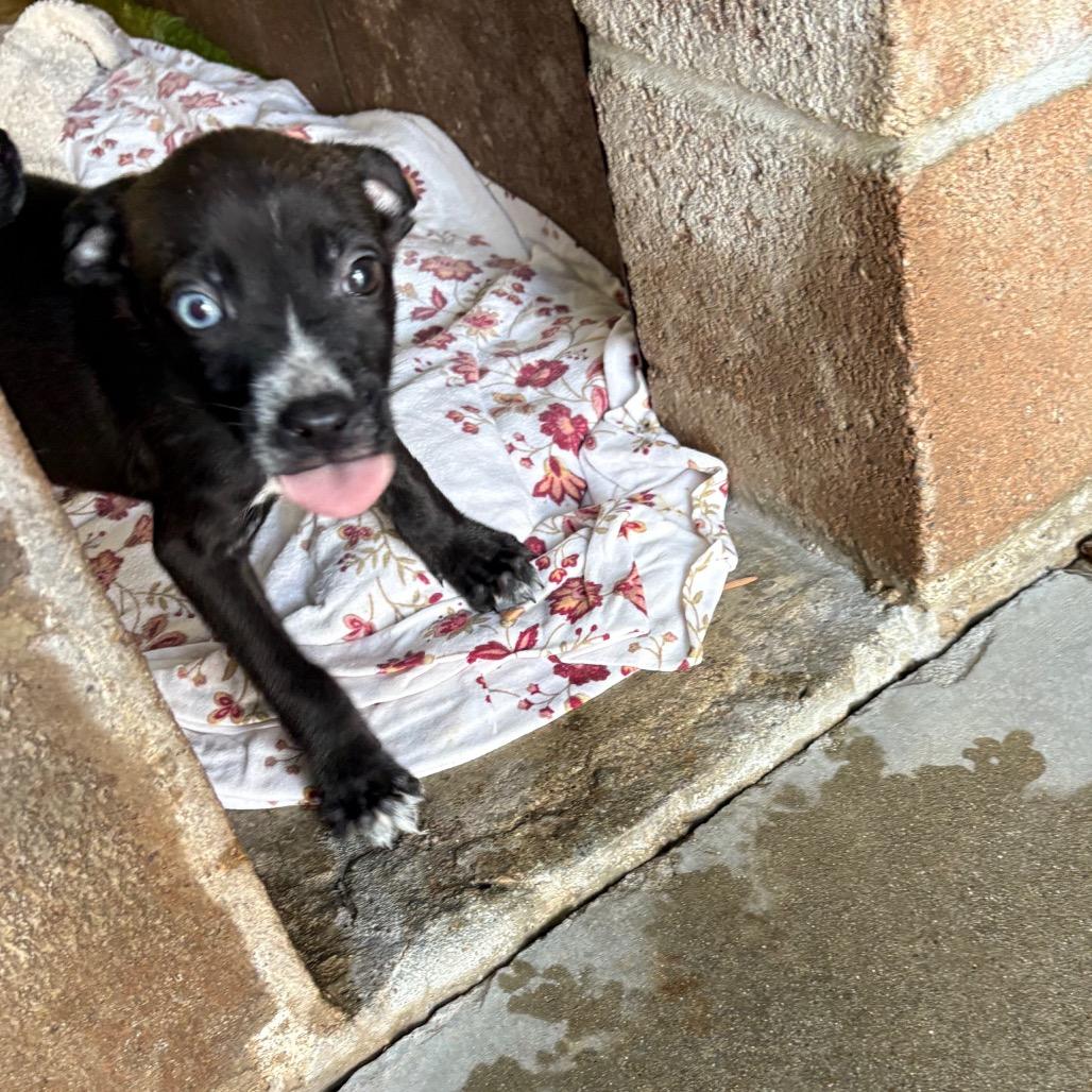 Enlarge Vander, a Adoptable mixed breed in Santa Barbara, CA image 2/2