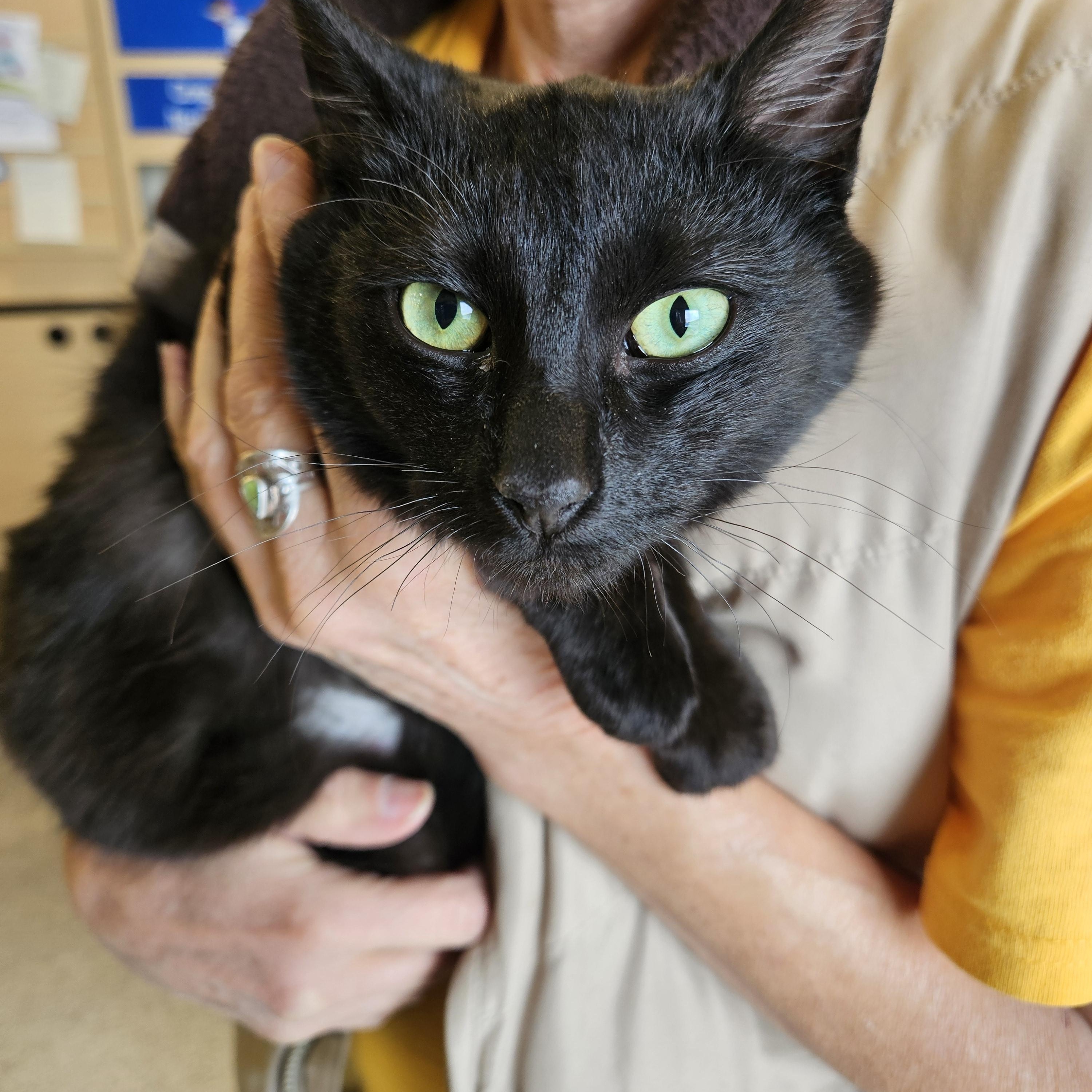 Enlarge Princess, an adopted Domestic Short Hair in Plainsboro, NJ image 1/2