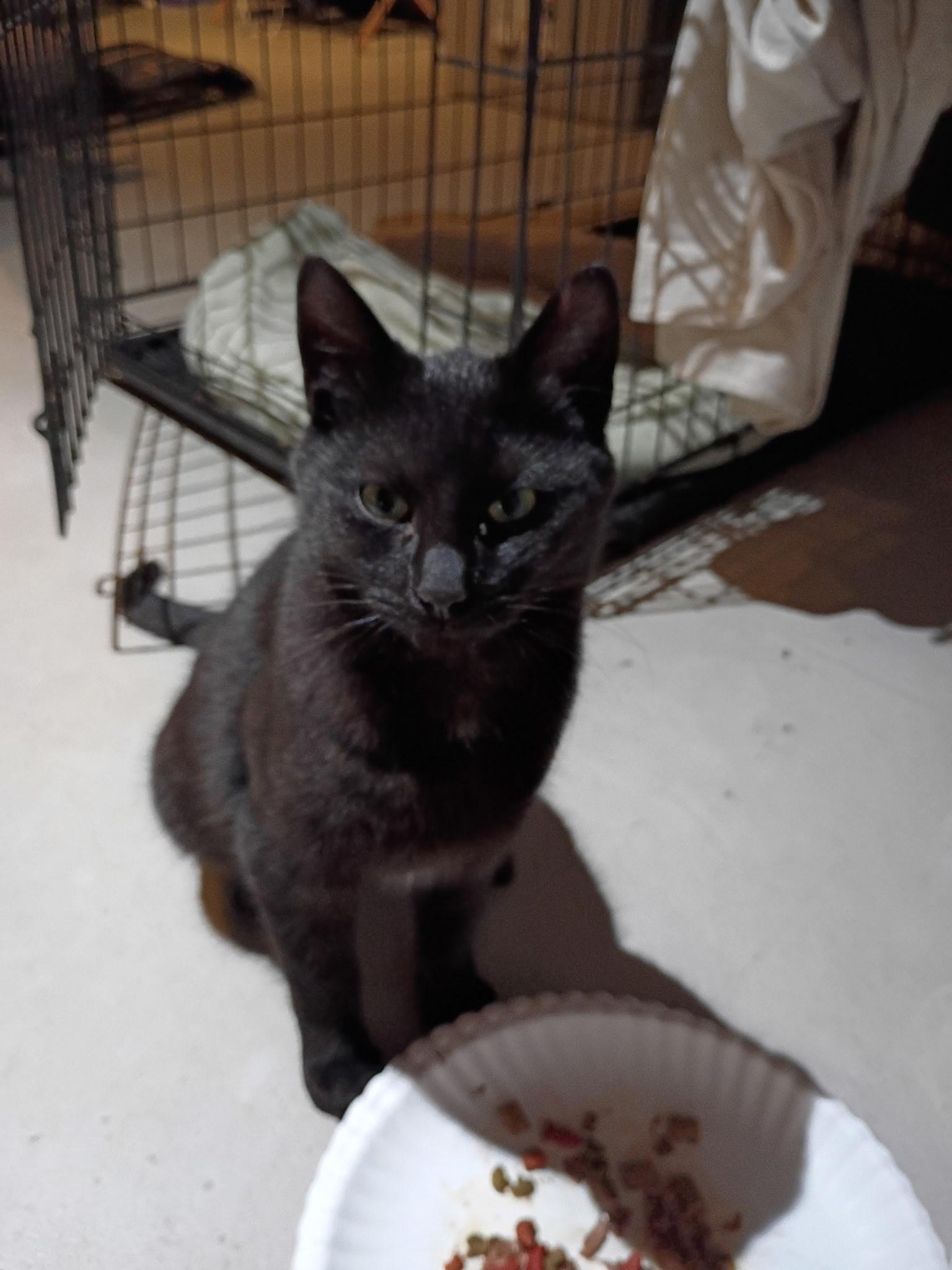 Enlarge Princess, an adopted Domestic Short Hair in Plainsboro, NJ image 2/2