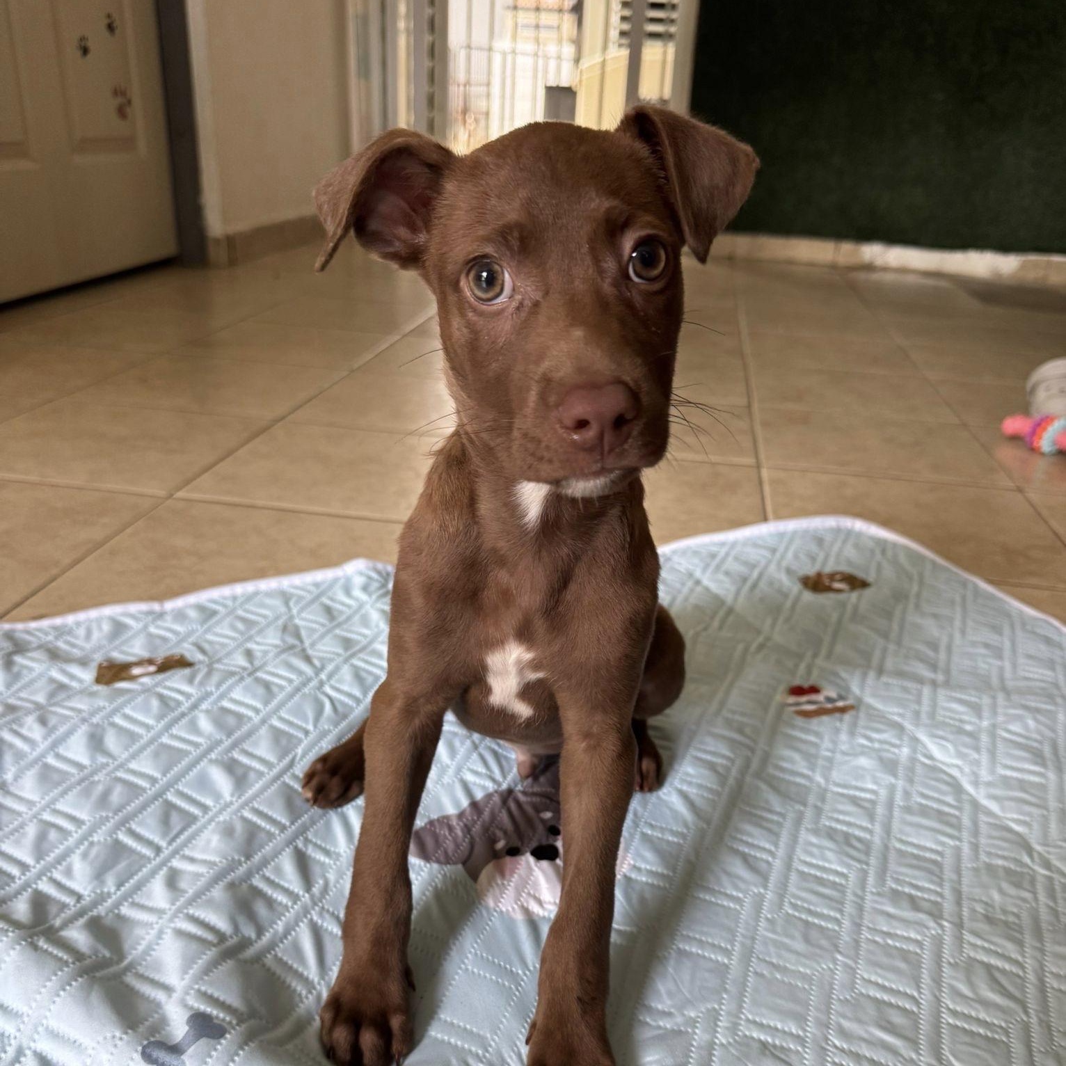 Tater, ADOPTABLE, Young Male Labrador Retriever.