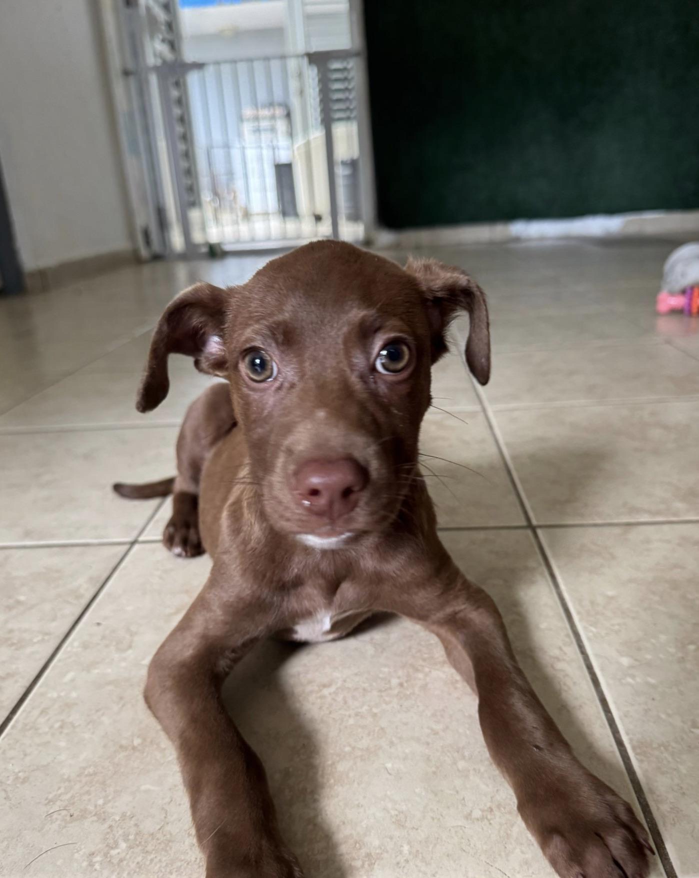 Tater, a ADOPTABLE mixed breed in New York, NY image 2/2