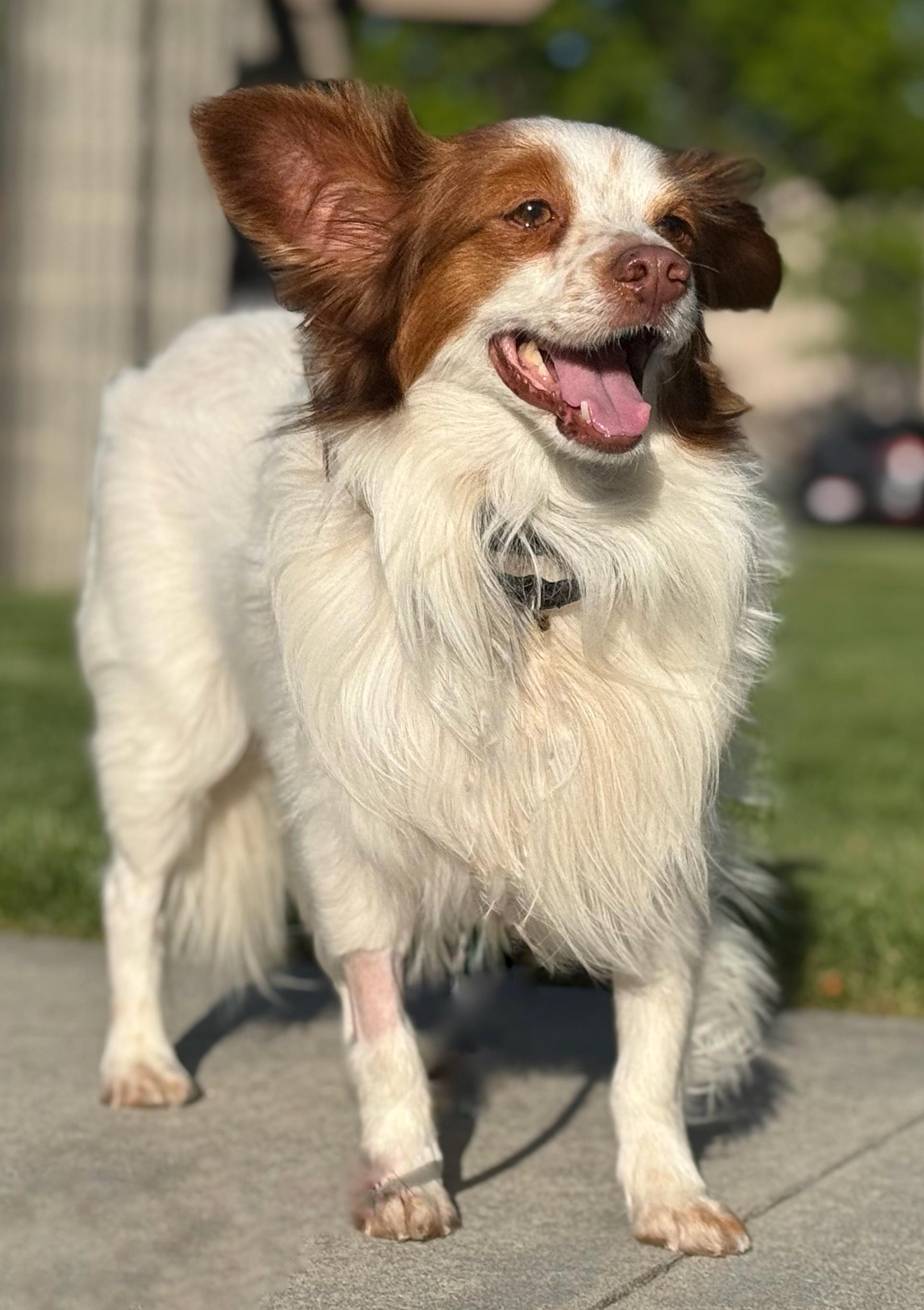 Enlarge Chester, a Adoptable mixed breed in Twin Falls, ID image 1/5