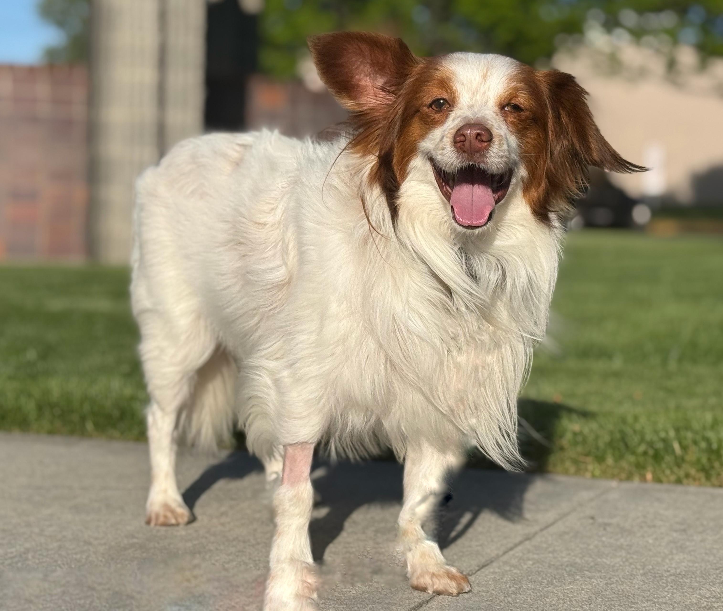 Enlarge Chester, a Adoptable mixed breed in Twin Falls, ID image 2/5
