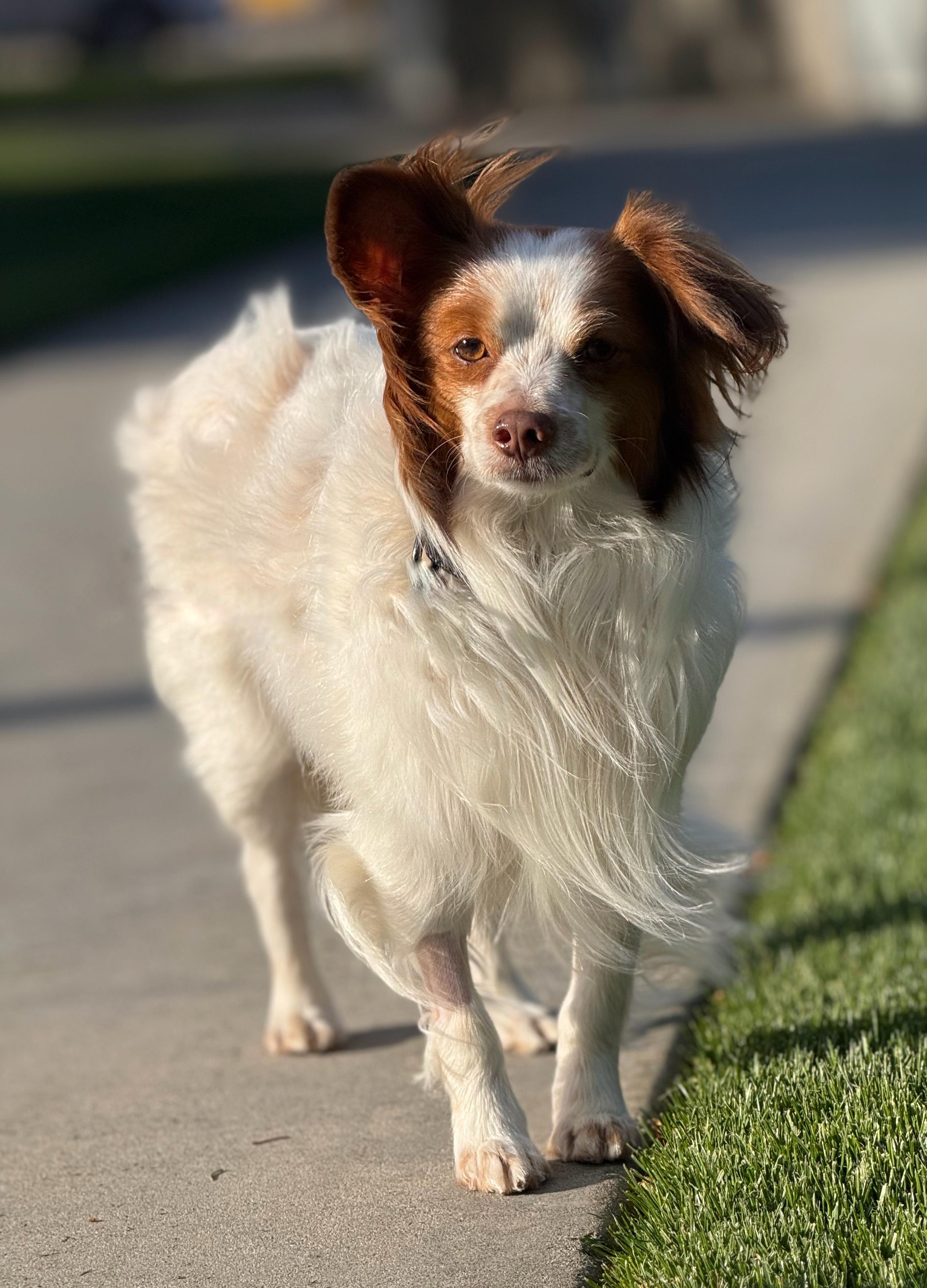 Enlarge Chester, a Adoptable mixed breed in Twin Falls, ID image 3/5