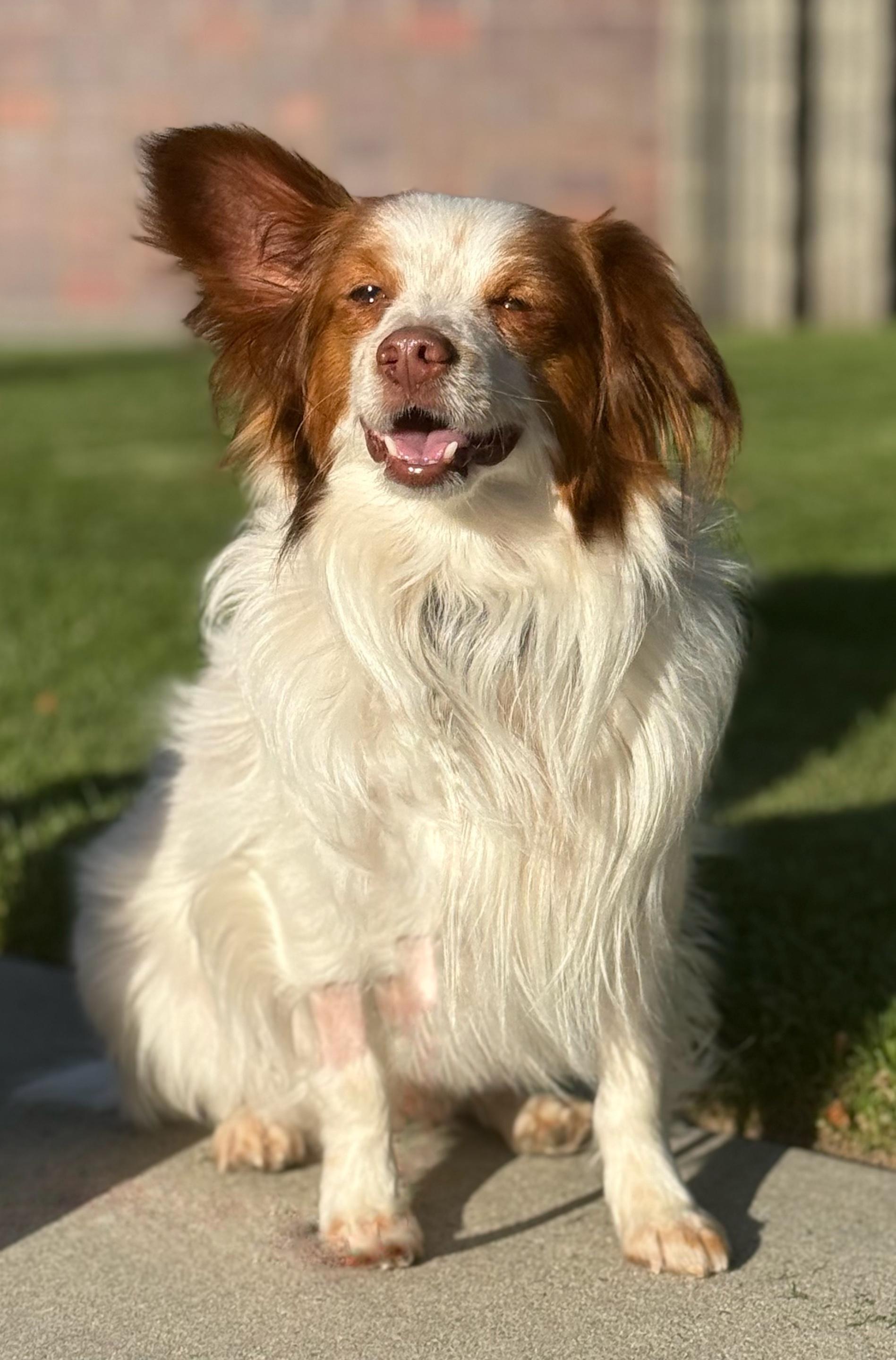 Enlarge Chester, a Adoptable mixed breed in Twin Falls, ID image 4/5