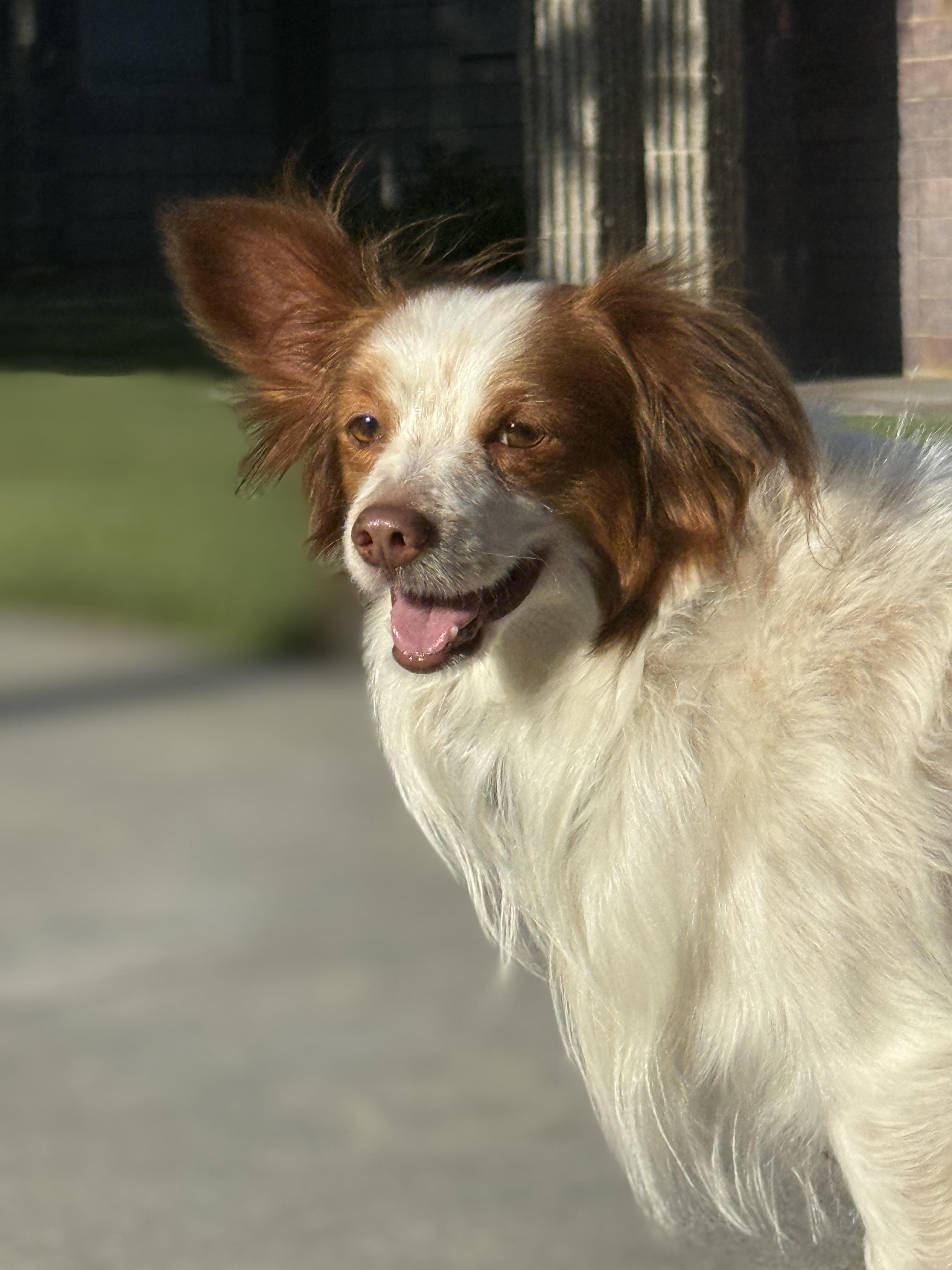 Enlarge Chester, a Adoptable mixed breed in Twin Falls, ID image 5/5