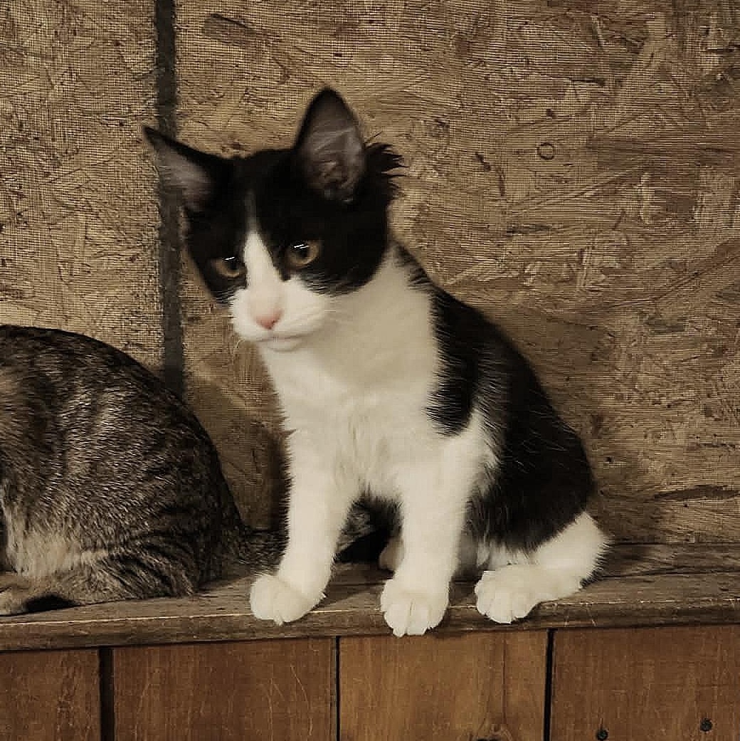 GIZMO, a Adoptable Tuxedo in Fletcher, OK image 4/5