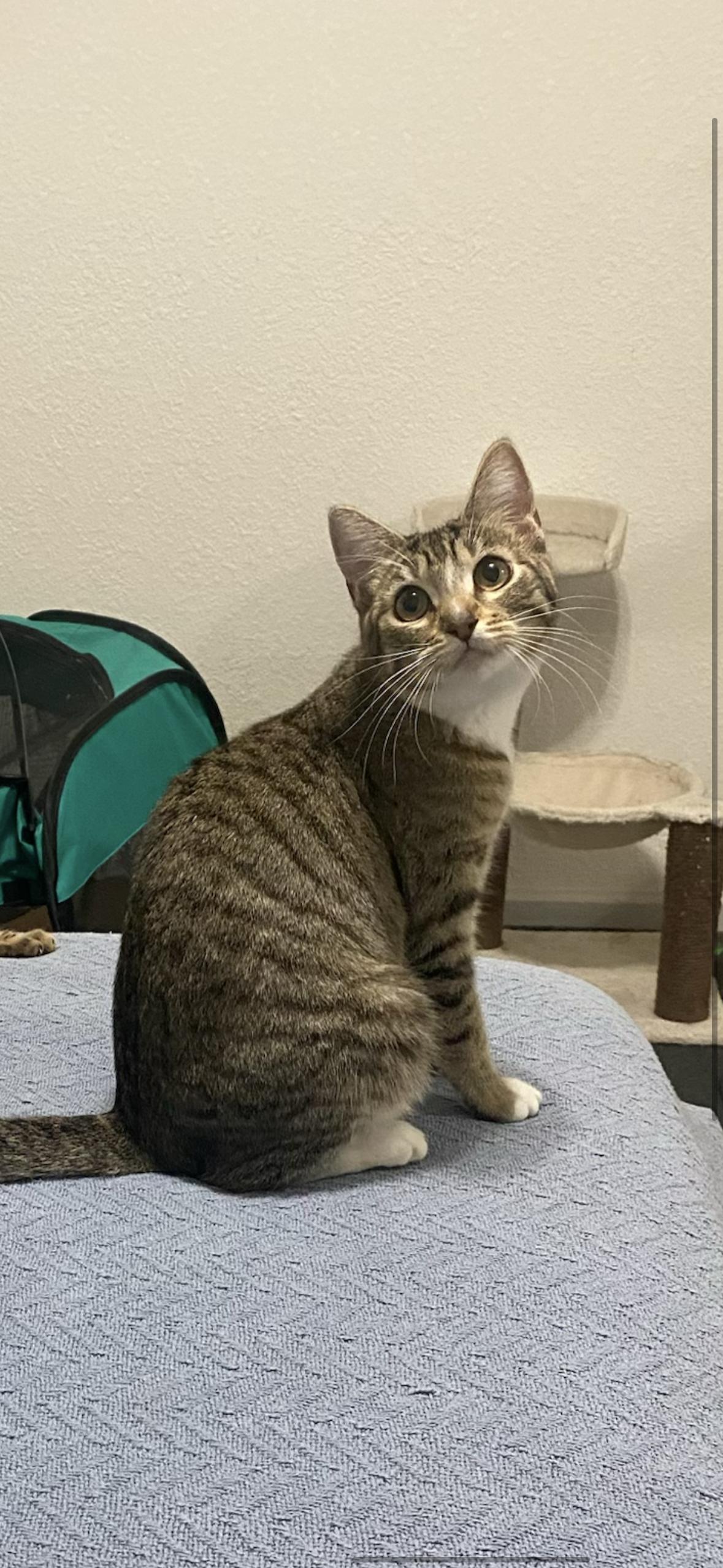 Teddy, an adopted Domestic Short Hair in Hayward, CA image 3/3