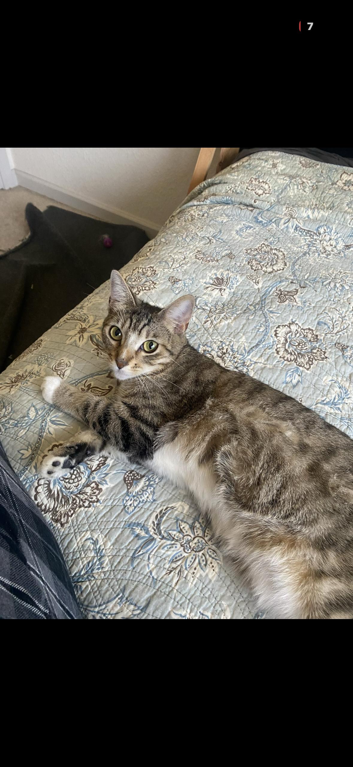 Teddy, an adopted Domestic Short Hair in Hayward, CA image 2/3