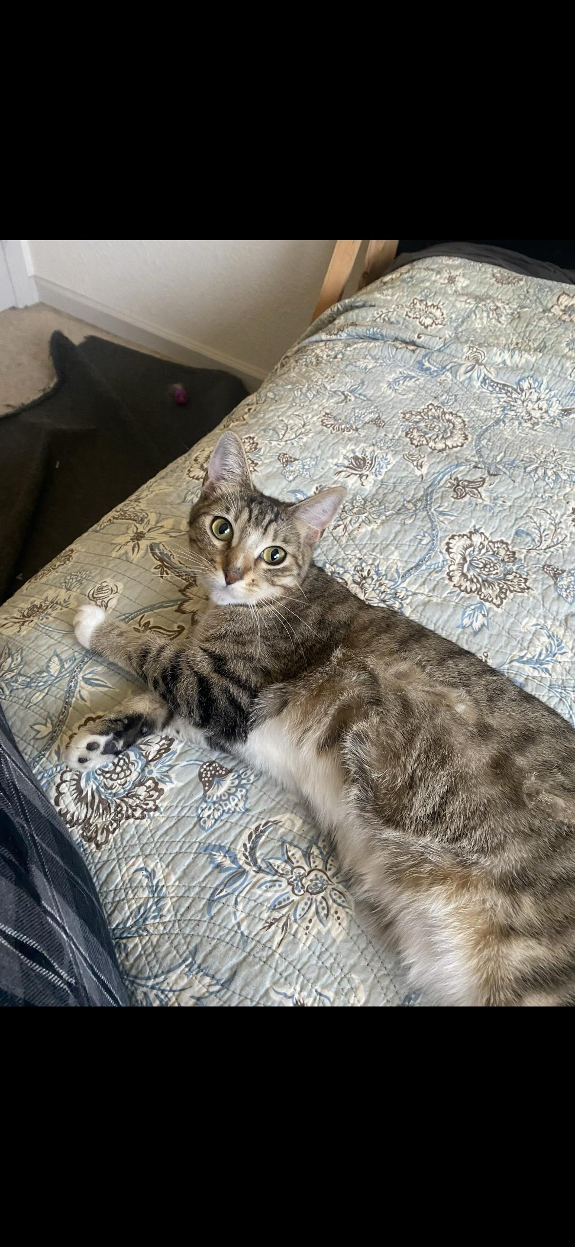Teddy, adopted, Kitten Female Domestic Short Hair.
