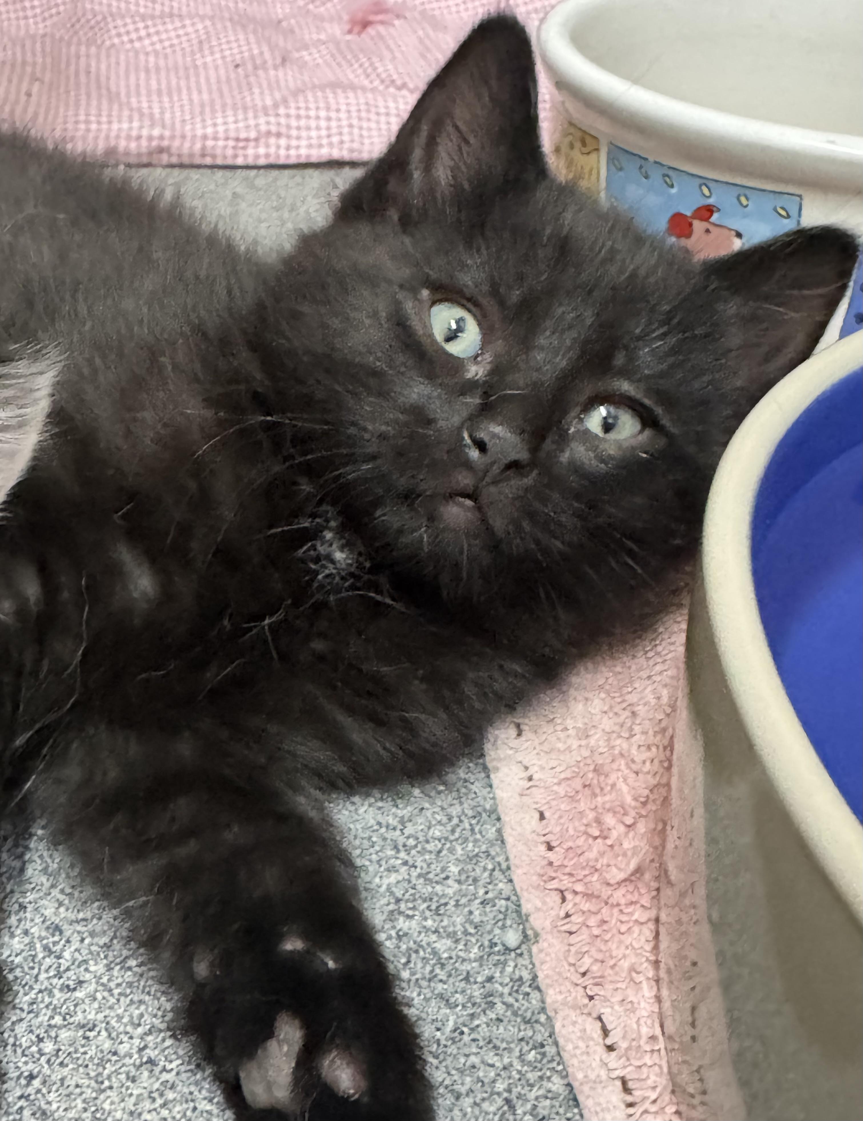Daisy, adopted, Kitten Female Domestic Short Hair.