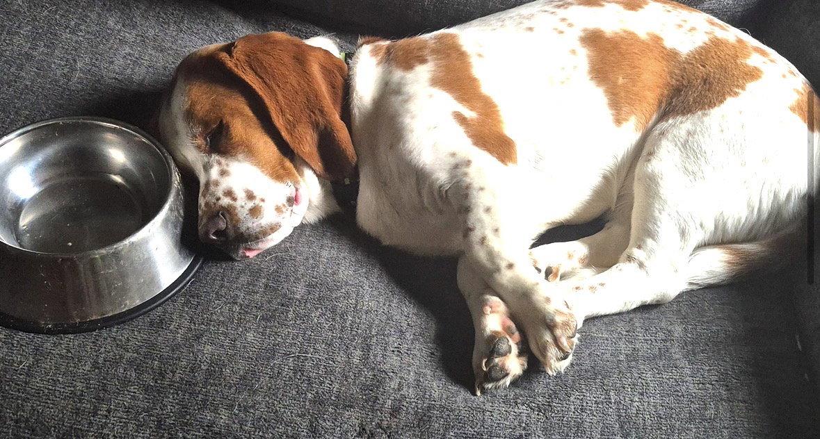 Angus, Adoptable, Adult Male Basset Hound.