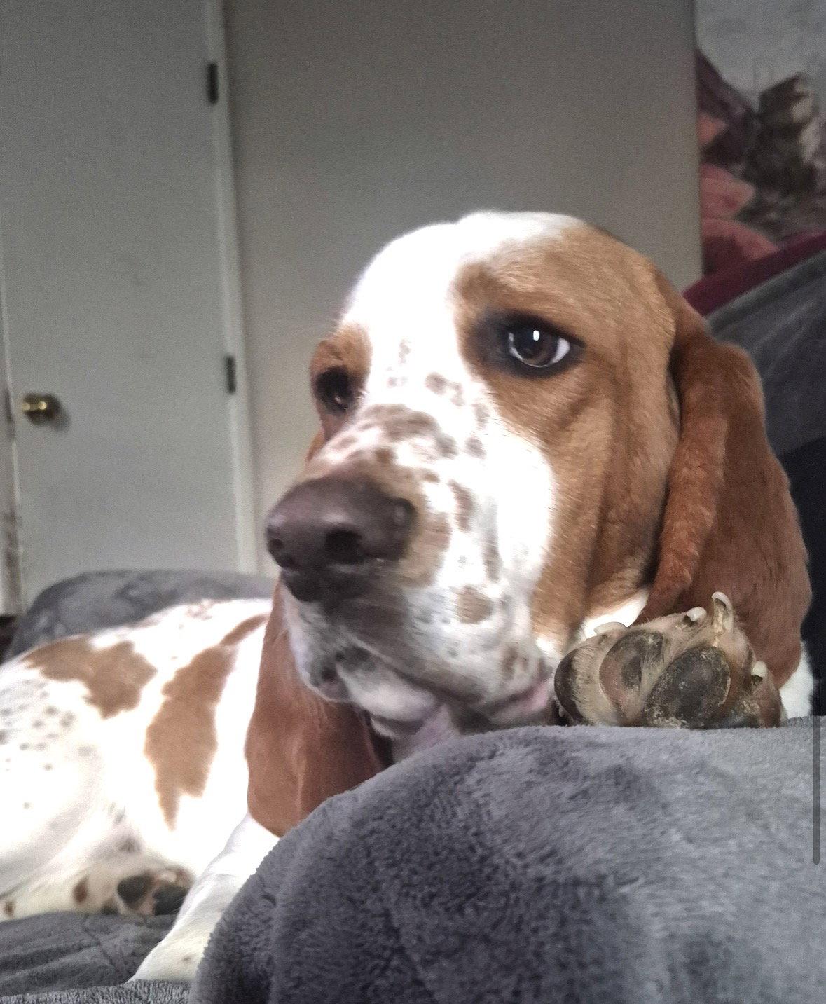 Angus, a Adoptable Basset Hound in Brookville, OH image 2/3