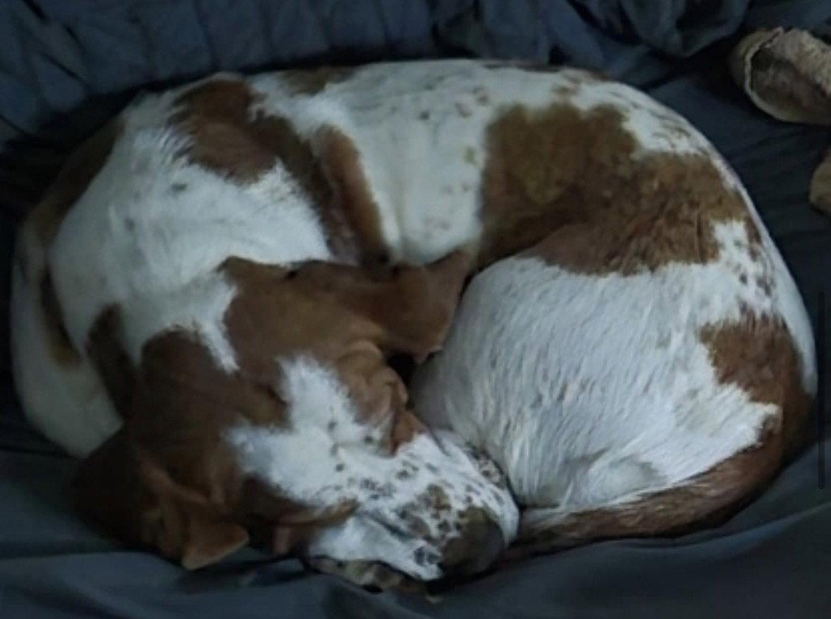 Angus, a Adoptable Basset Hound in Brookville, OH image 3/3