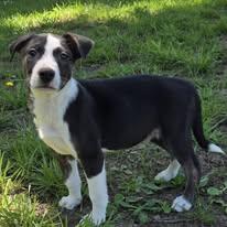 Turk, ADOPTABLE, Puppy Male Black Labrador Retriever.