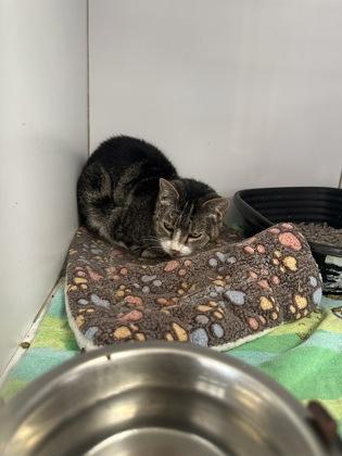 Squeakers, Senior Female Domestic Short Hair