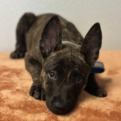Enlarge Iron, an adopted mixed breed in Red Bluff, CA image 3/3