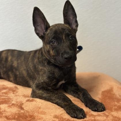 Iron, adopted, Puppy Male Dutch Shepherd.