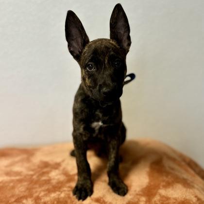 Enlarge Iron, an adopted mixed breed in Red Bluff, CA image 2/3