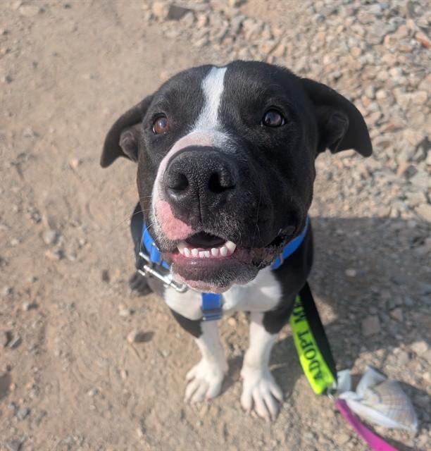 COOL RANCH, Adoptable, Young Male Pit Bull Terrier.