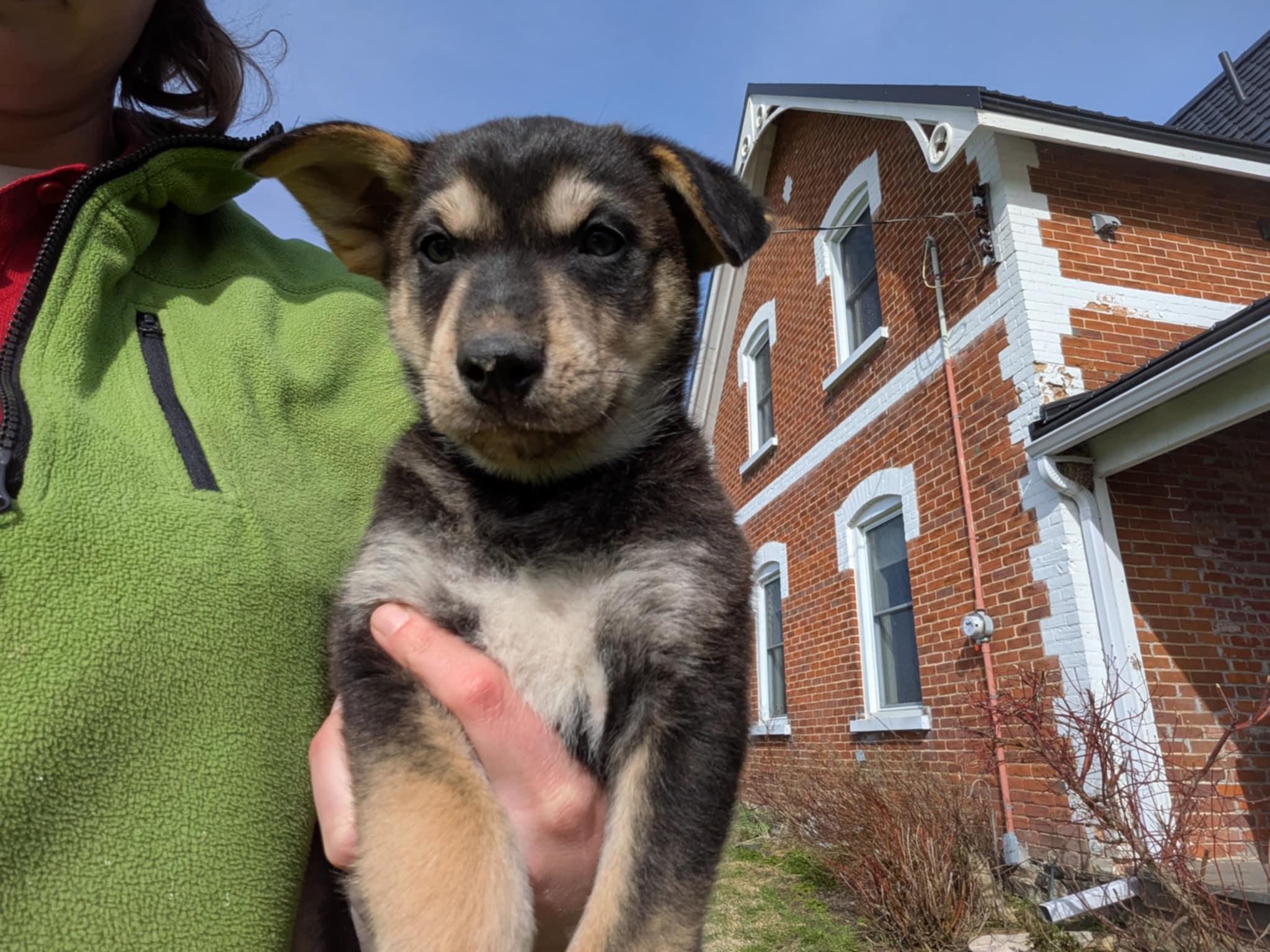 Obiwan Kenobi, an adoptable Husky in Hawkestone, ON, L0L 1T0 | Photo Image 6