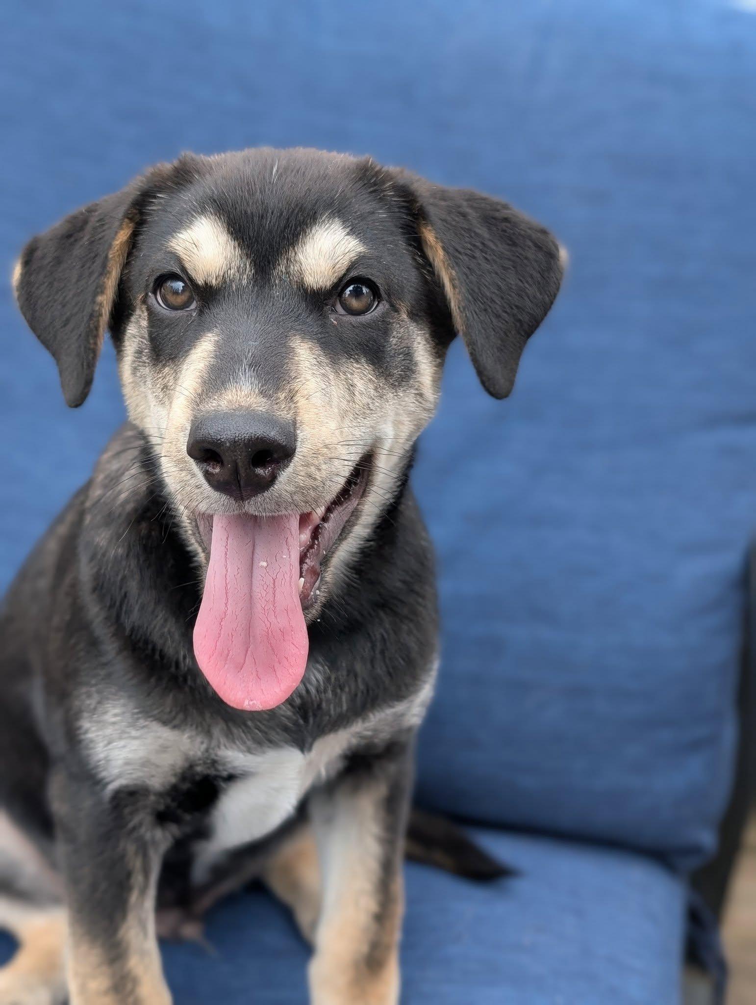 Obiwan Kenobi, an adoptable Husky in Hawkestone, ON, L0L 1T0 | Photo Image 4