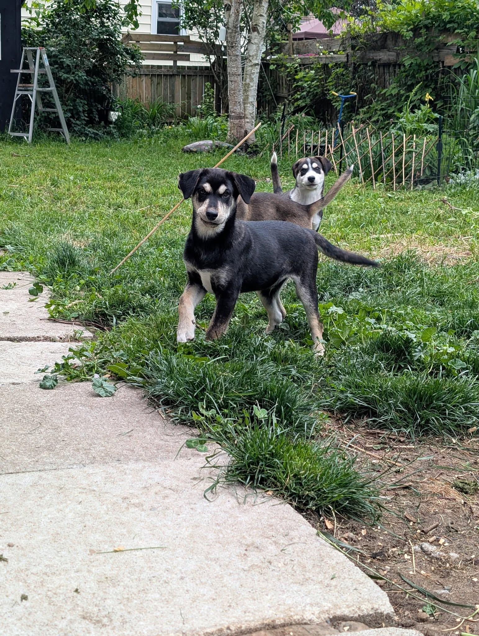 Obiwan Kenobi, an adoptable Husky in Hawkestone, ON, L0L 1T0 | Photo Image 5