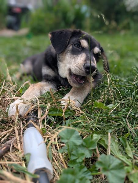 Obiwan Kenobi, an adoptable Husky in Hawkestone, ON, L0L 1T0 | Photo Image 2