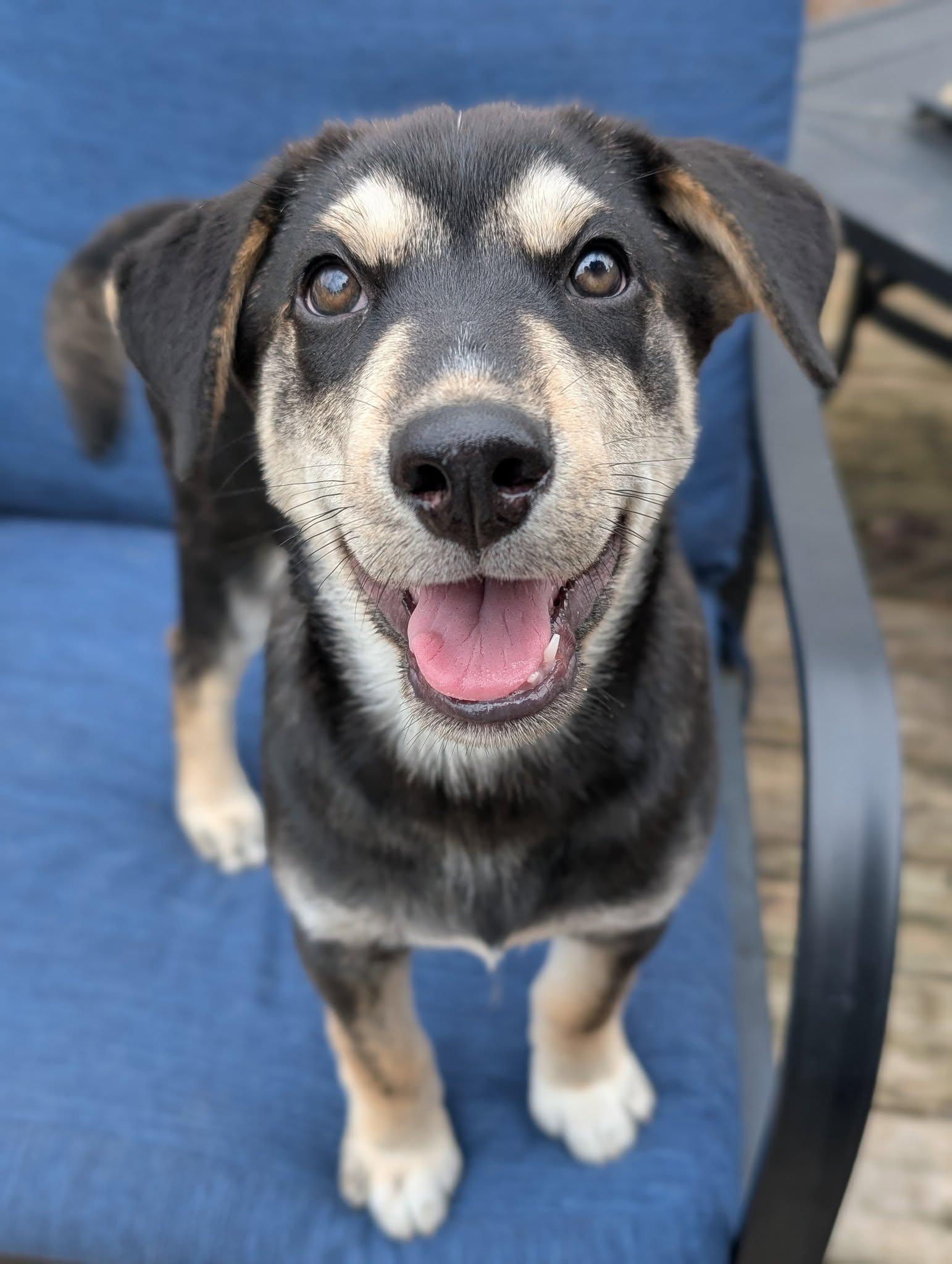 Obiwan Kenobi, an adoptable Husky in Hawkestone, ON, L0L 1T0 | Photo Image 1