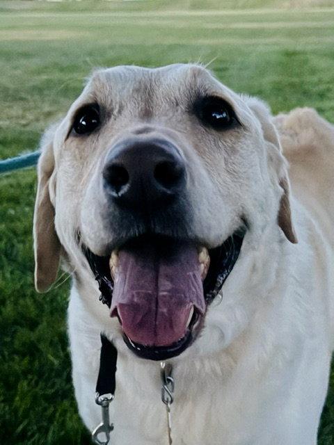 Happy Hank, Adoptable, Adult Male Labrador Retriever.