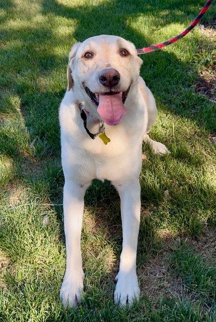 Happy Hank, a Adoptable Labrador Retriever in Salt Lake City, UT image 2/3