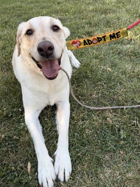 Happy Hank, a Adoptable Labrador Retriever in Salt Lake City, UT image 3/3