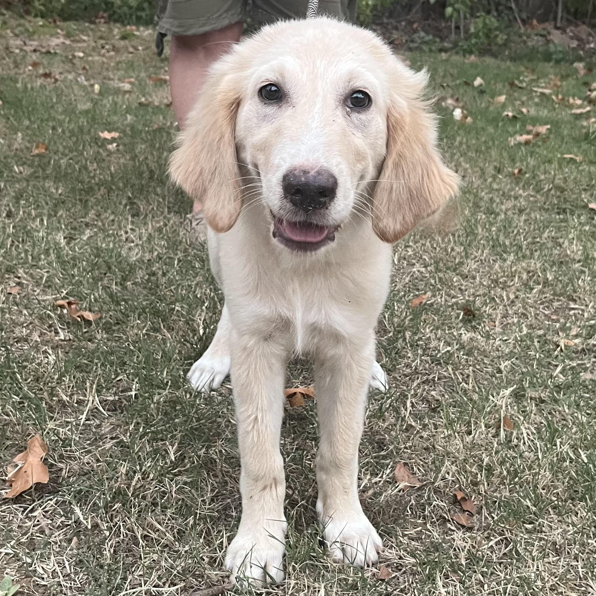 Enlarge Honey, a Adopted Golden Retriever in Tishomingo, OK image 3/4